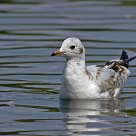 seagull